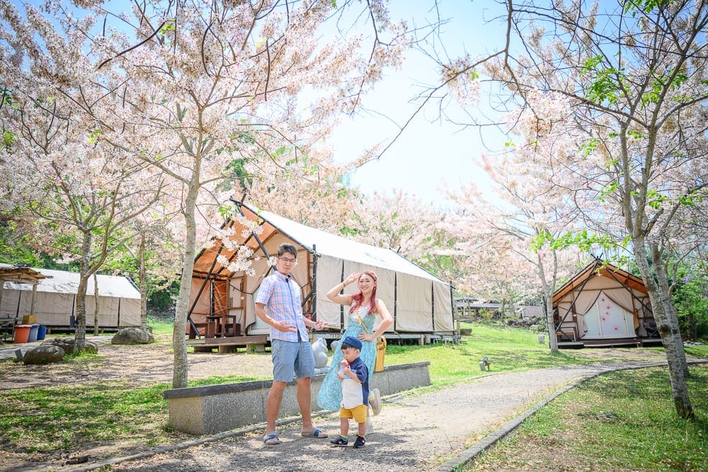 高雄寶來花賞溫泉公園花旗木｜櫻花、草地、帳篷、木屋、路、樹、男人、女人、小孩。