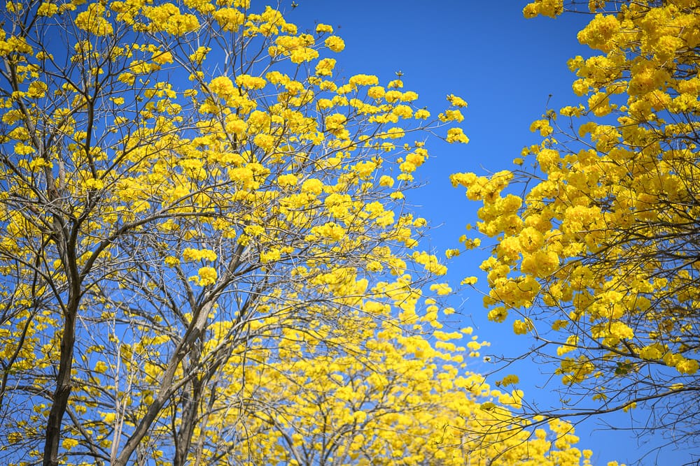 嘉義八掌溪河畔黃花風鈴木