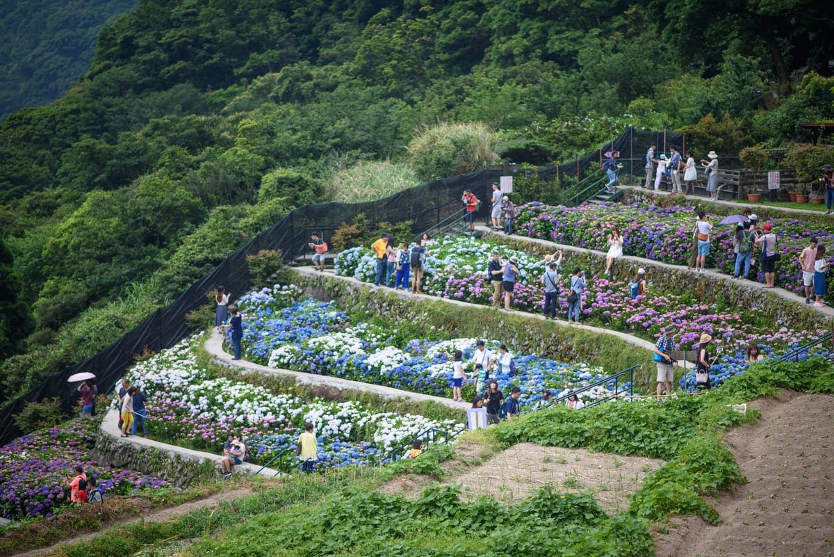 大梯田花卉生態農園繡球花梯田 5-6 月限定花季