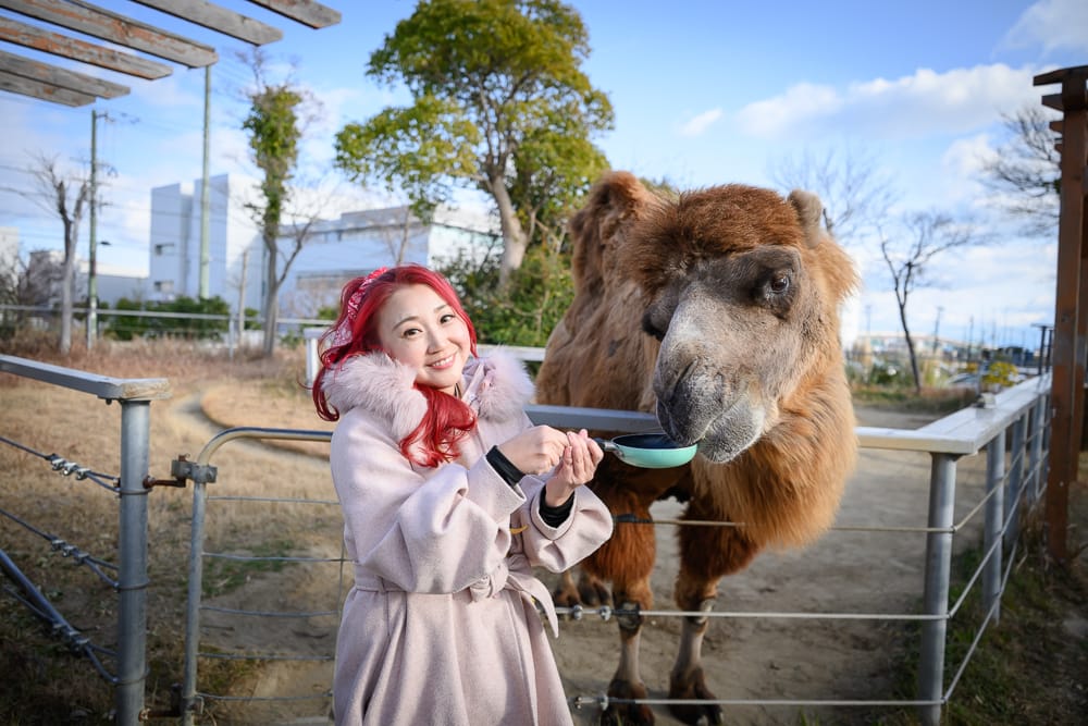 遊客在神戶動物王國用小碗親手餵駱駝