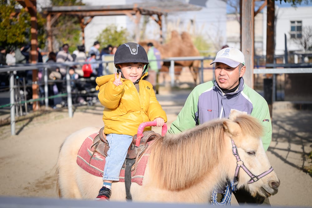 小孩戴安全帽在神戶動物王國騎小馬，工作人員牽行