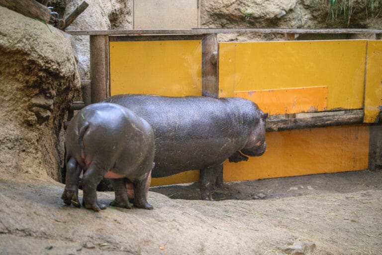 神戶動物王國的小河馬コビトカバ在欄舍走動