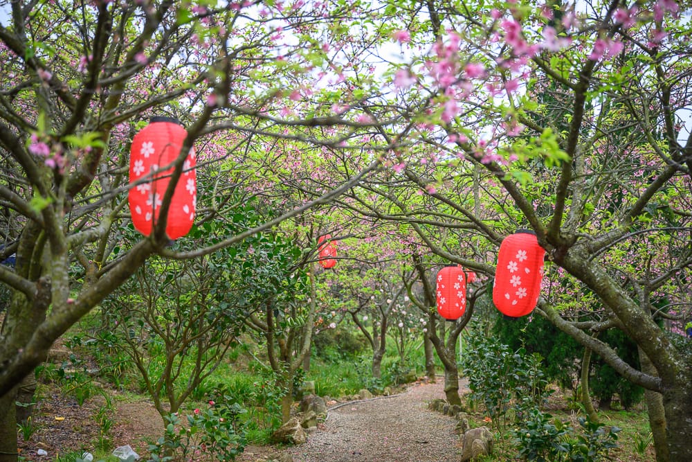 taipei dapu sakura