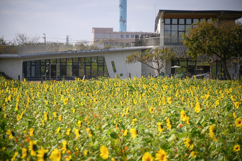 台中后里花田綠廊現場畫面