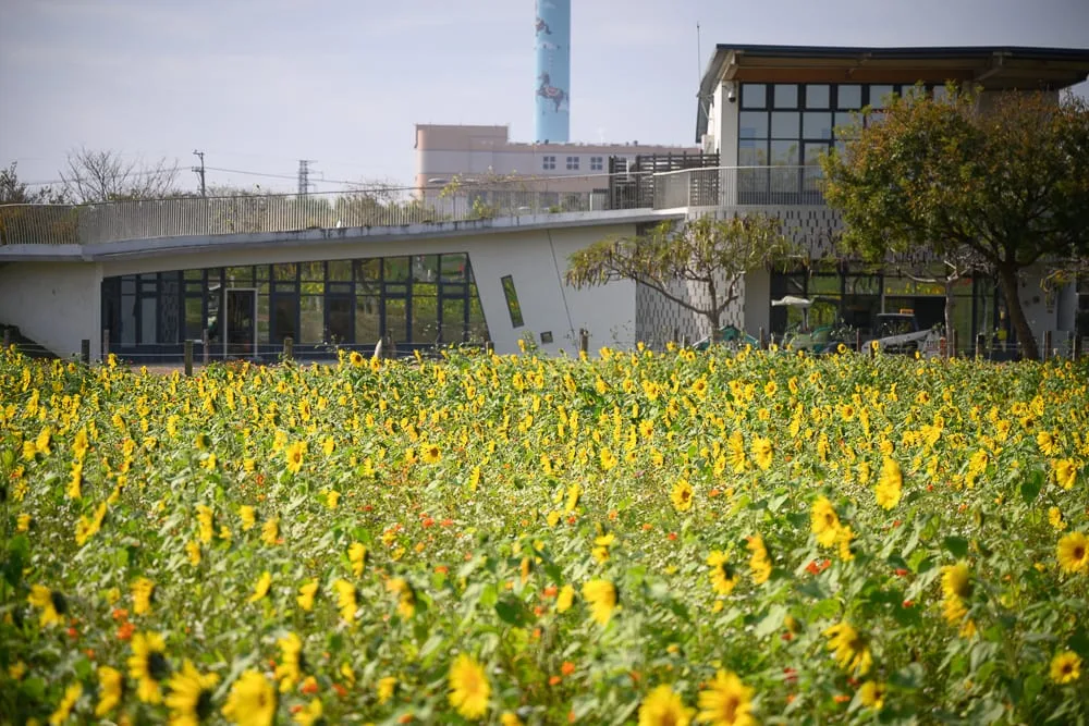 台中后里花田綠廊現場畫面
