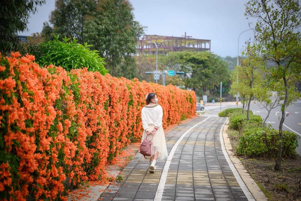 台中后里炮仗花