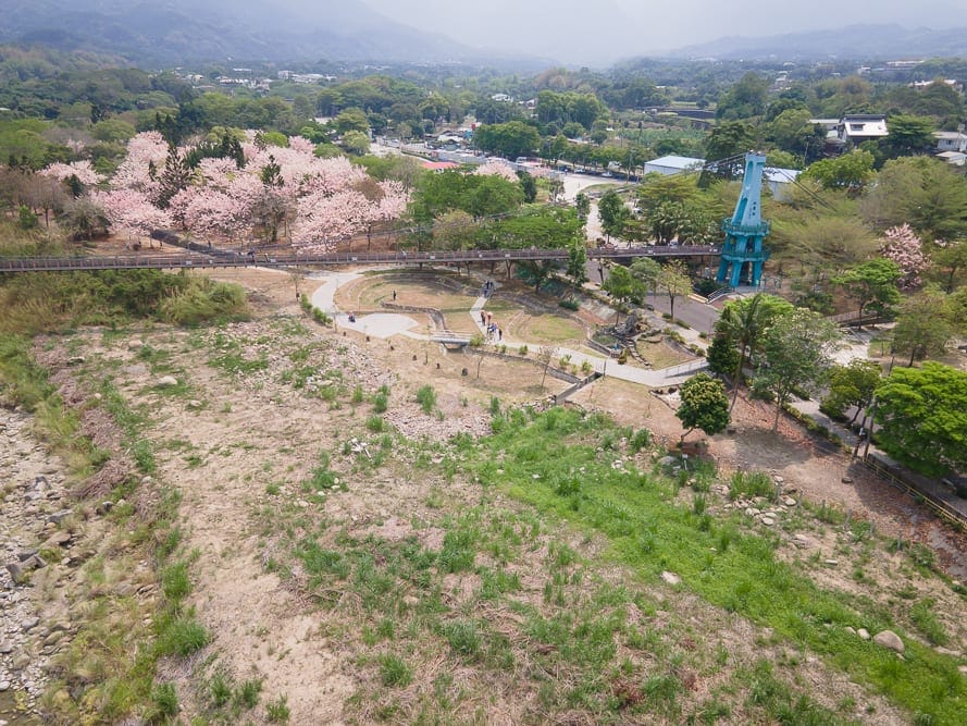 嘉義竹崎公園花旗木