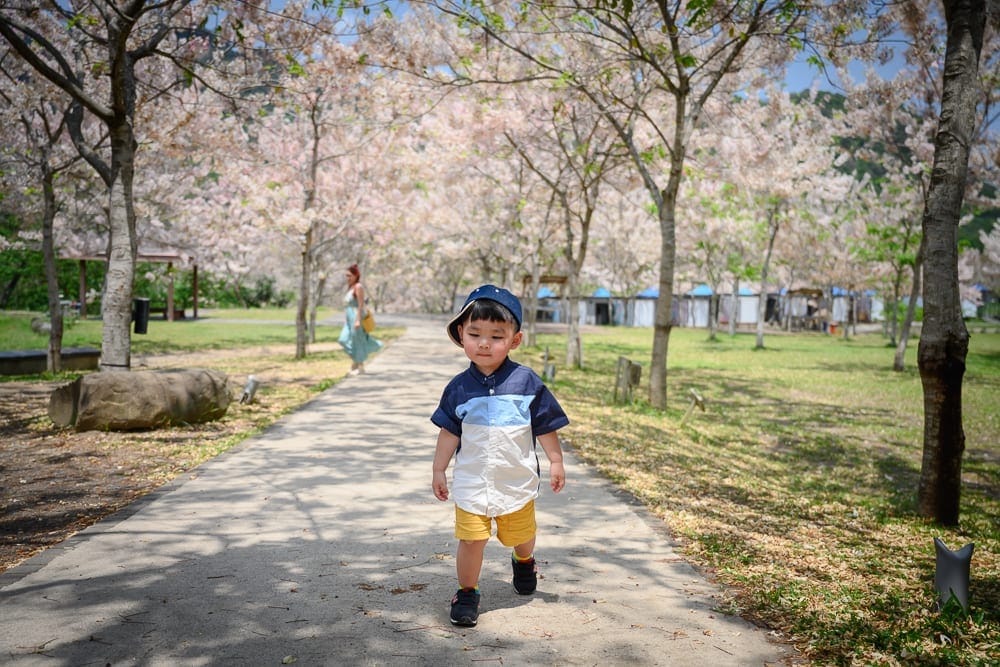 高雄寶來花賞溫泉公園花旗木