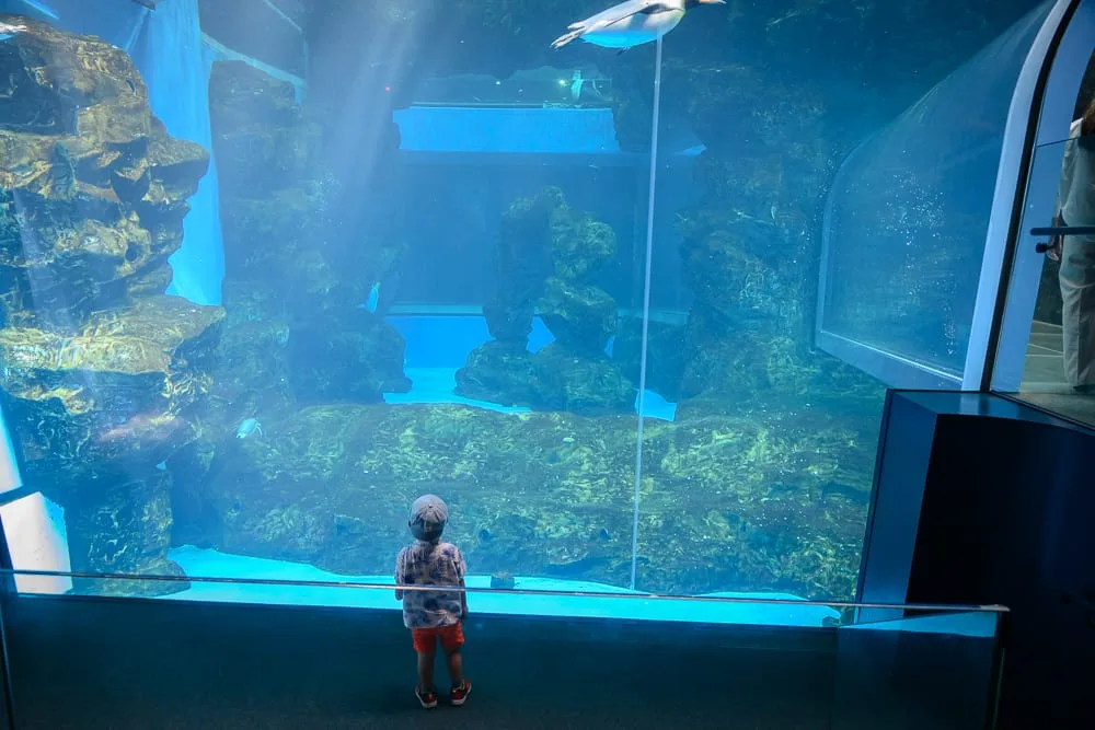 日本市立下關水族館 海響館完整攻略|企鵝隧道、海豚表演與河豚展區玩法解析 9 日本下關-海響館|室內,水族館,企鵝,小孩,水槽,岩石,藍色。一個戴帽子的男孩站在巨大圓形水槽前,觀看上方游動的企鵝。