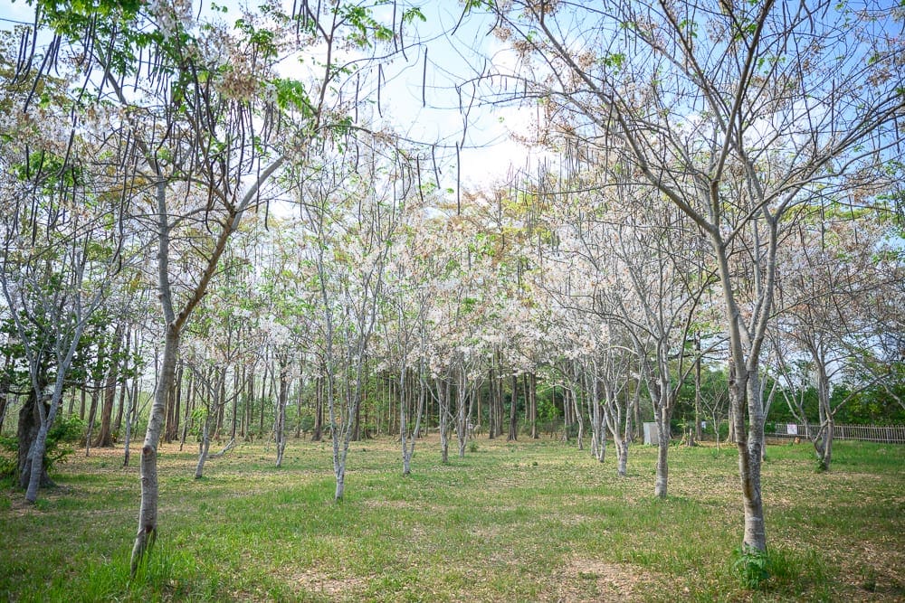 高雄天台山維多利亞公園