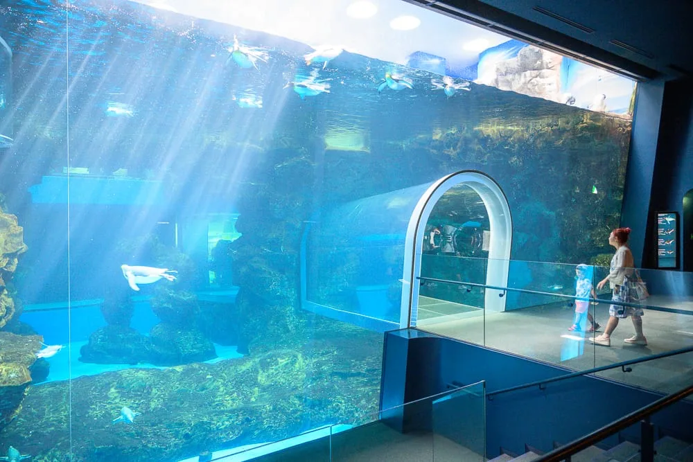 日本市立下關水族館 海響館完整攻略|企鵝隧道、海豚表演與河豚展區玩法解析 2 日本下關-海響館 企鵝透明隧道、鯊魚水槽與河豚展示
