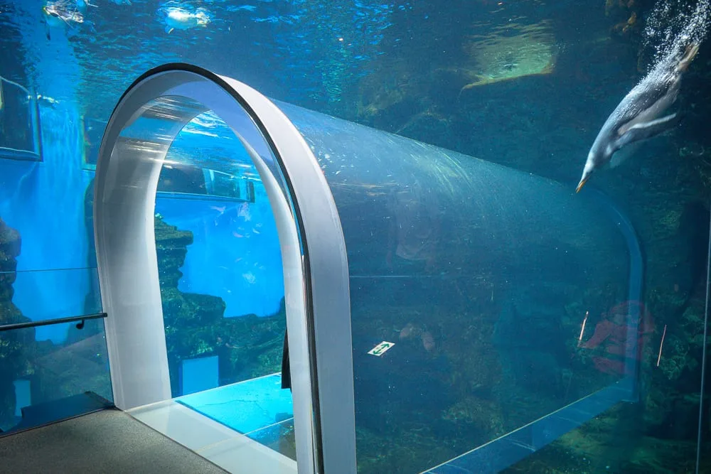 日本市立下關水族館 海響館完整攻略|企鵝隧道、海豚表演與河豚展區玩法解析 6 日本下關-海響館 從下關站到水族館