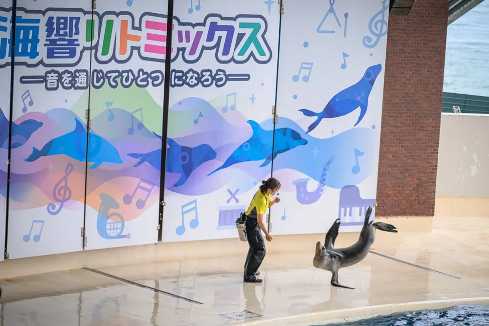 日本市立下關水族館 海響館完整攻略|企鵝隧道、海豚表演與河豚展區玩法解析 3 日本下關-海響館 海豚、海獅秀場與手作活動