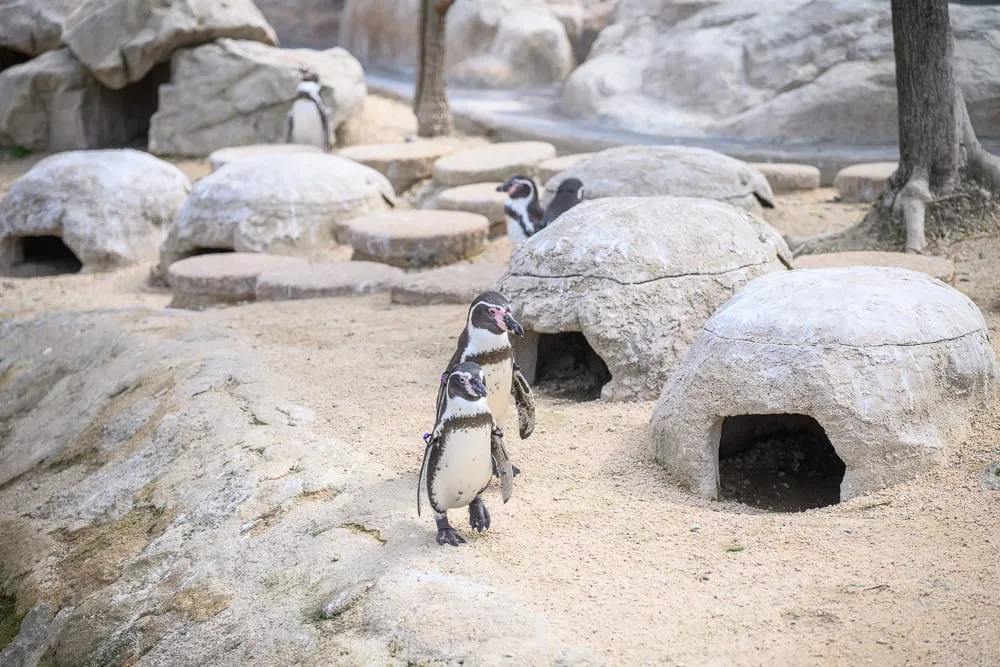 日本市立下關水族館 海響館完整攻略|企鵝隧道、海豚表演與河豚展區玩法解析 13 日本下關-海響館|企鵝、岩石、沙地、人工洞穴,動物園室外展場,陽光灑落,呈現自然仿生環境與動物活動的動態氛圍。