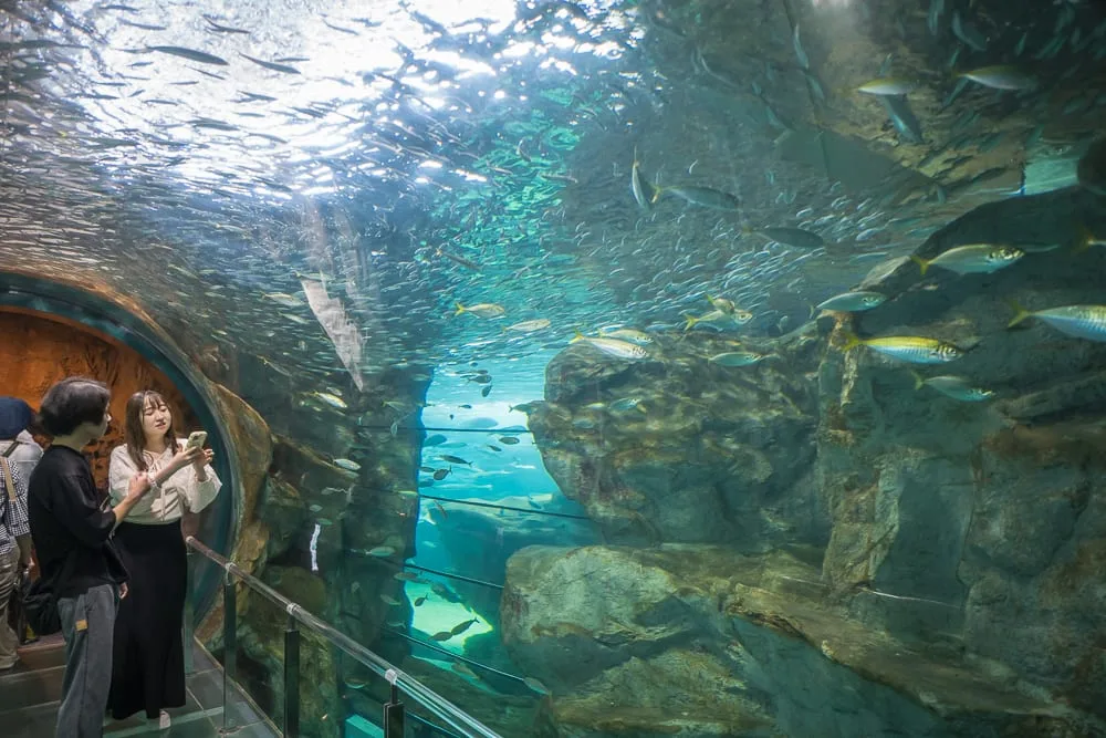 日本市立下關水族館 海響館完整攻略|企鵝隧道、海豚表演與河豚展區玩法解析 11 日本下關-海響館|水族館,海底隧道,遊客,魚群,岩石,室內,藍色光線。一對男女站在拱形玻璃隧道內,觀賞頭頂與四周游動的
