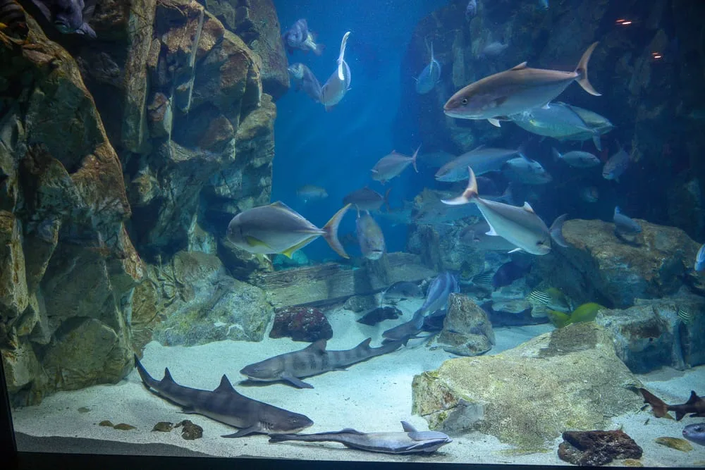 日本市立下關水族館 海響館完整攻略|企鵝隧道、海豚表演與河豚展區玩法解析 10 日本下關-海響館|大型水族箱內,鯊魚,魚群,岩石,沙地,藍色海水,沉靜氛圍。