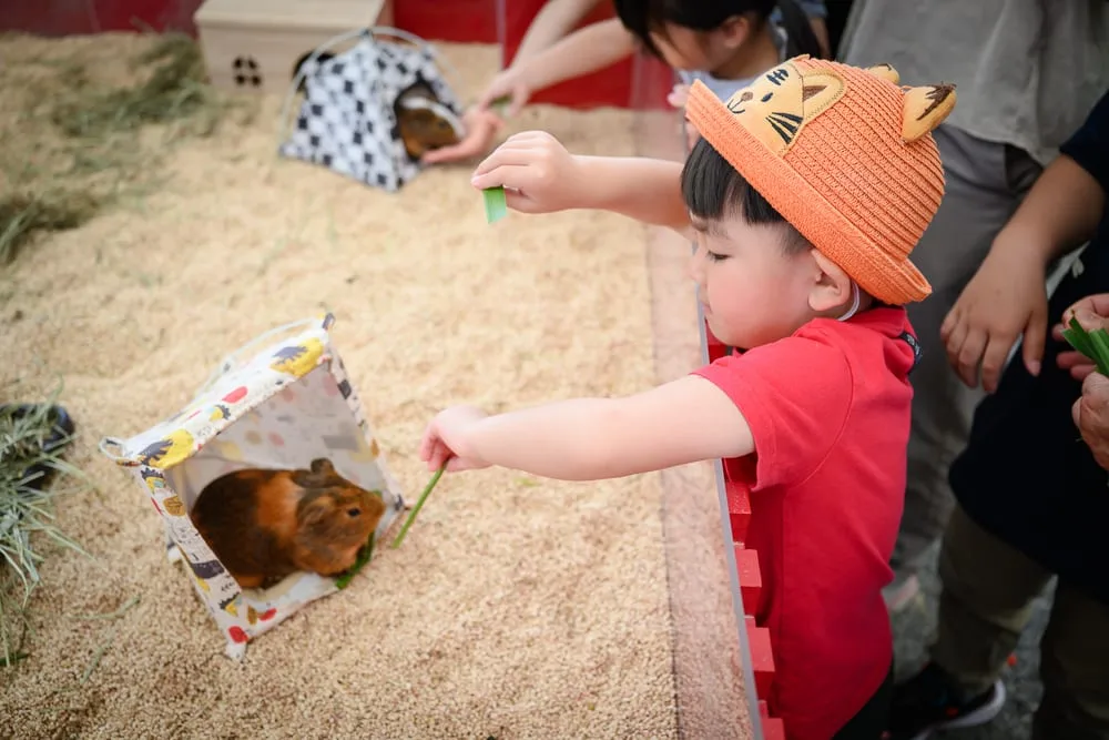 高雄野森動物學校完整攻略|狐狸谷×老鷹小學堂親子玩法解析 13 高雄野森動物學校|戴著老虎造型帽的男童,紅衣,木屑鋪地,天竺鼠,草,室內圍欄,餵食,溫馨互動。