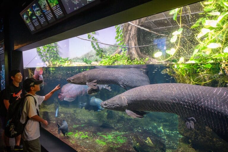日本下關-海響館｜水族館，展示缸，巨骨舌魚，綠植，樹幹，遊客，孩童，觀賞，室內