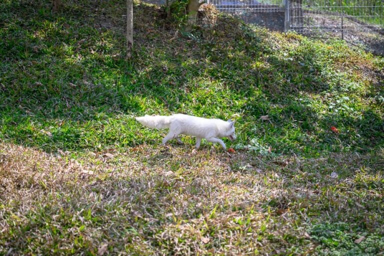 高雄野森動物學校｜陽光灑落綠意盎然的山坡草皮，一隻白色狐狸漫步其間。草地、樹木、陽光、白色狐狸、斜坡、鐵網，自然環境散