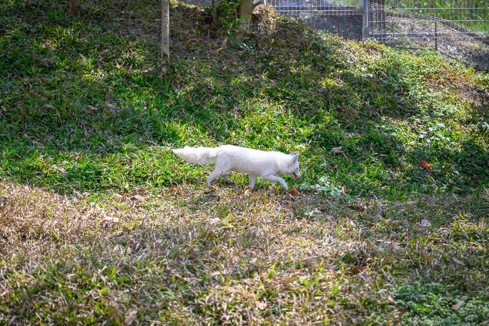 高雄野森動物學校完整攻略|狐狸谷×老鷹小學堂親子玩法解析 1 高雄野森動物學校|陽光灑落綠意盎然的山坡草皮,一隻白色狐狸漫步其間。草地、樹木、陽光、白色狐狸、斜坡、鐵網,自然環境散