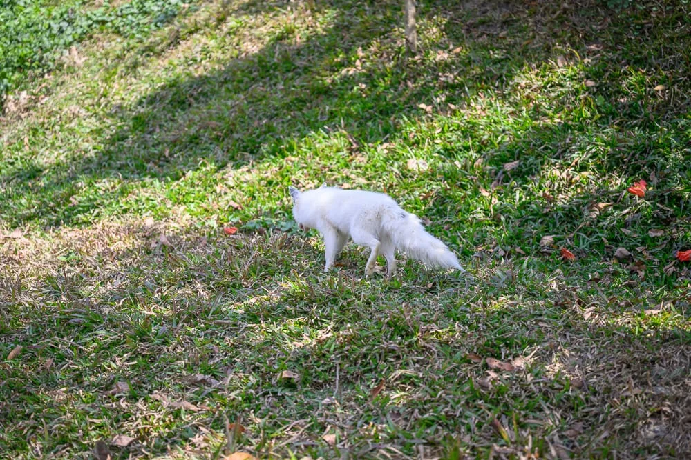 高雄野森動物學校完整攻略|狐狸谷×老鷹小學堂親子玩法解析 2 高雄野森動物學校 狐狸谷與老鷹小學堂是什麼體驗