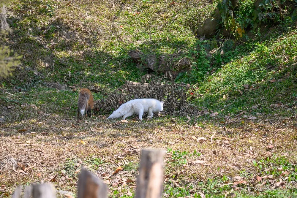 高雄野森動物學校完整攻略|狐狸谷×老鷹小學堂親子玩法解析 8 高雄野森動物學校|綠草地,枯葉,泥土斜坡,白狐,紅狐,自然生態。陽光灑落戶外,兩隻狐狸在草地上穿梭,氛圍平靜、自然。