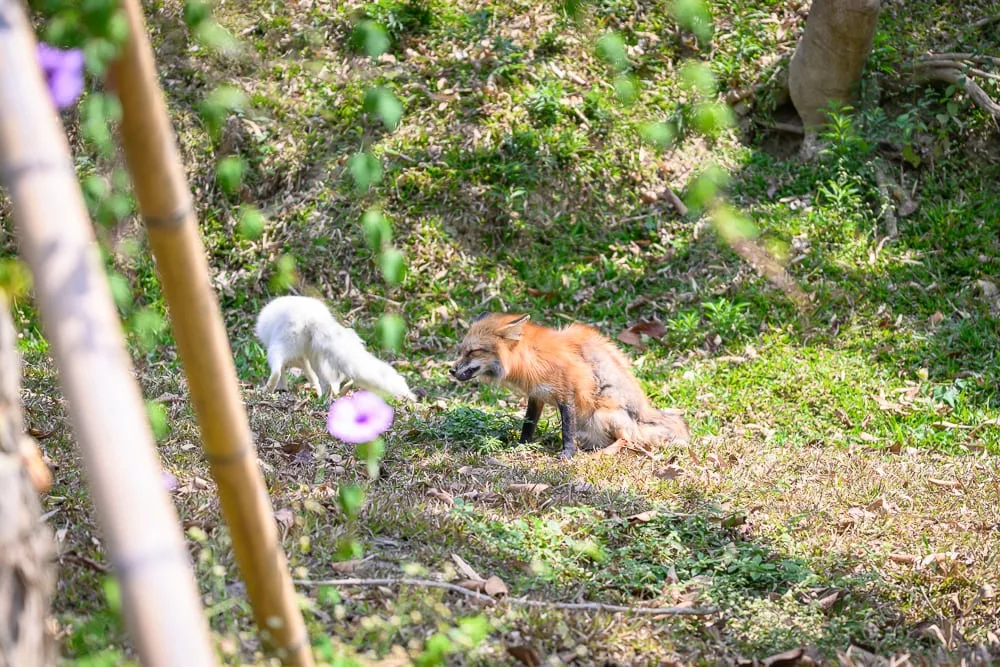 高雄野森動物學校完整攻略|狐狸谷×老鷹小學堂親子玩法解析 12 高雄野森動物學校|草地、狐狸、紫花、竹竿。陽光灑落戶外自然環境,一隻橘棕色狐狸面向右側坐著,另一隻白色狐狸朝左移動,周
