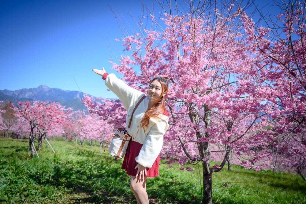 台中福壽山農場|我們去過才知道,櫻花林配山巒這組合有夠美 1 台中福壽山農|我們去過才知道,櫻花林配山巒這組合有夠美