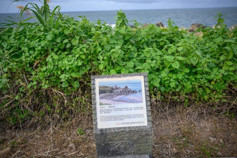新北富貴角燈塔｜海邊、解說牌、綠色植物、大海，陰天。海岸邊茂密的綠色灌木叢前方立著一塊石製解說牌，背景是灰藍色的大海