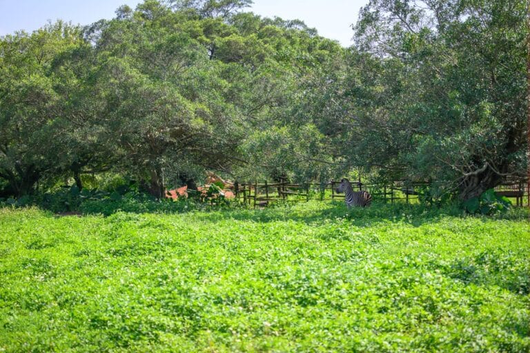 新竹六福村｜綠色草地，樹林，欄杆，斑馬。
