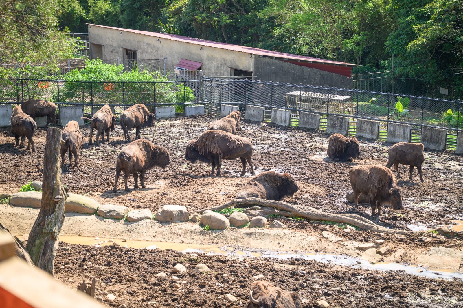 新竹六福村主題遊樂園完整攻略|野生動物園區與必玩設施玩法解析 13 新竹六福村|水牛,泥土,圍欄,樹,建築物,欄杆。