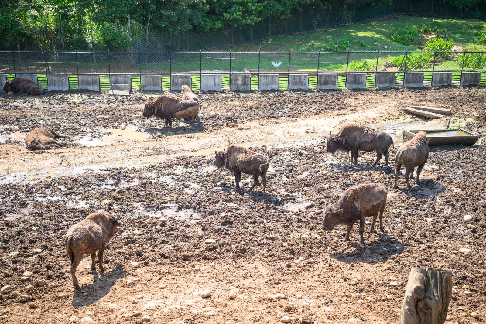 新竹六福村主題遊樂園完整攻略|野生動物園區與必玩設施玩法解析 9 新竹六福村|水牛,泥土,圍欄,樹林,草地。
