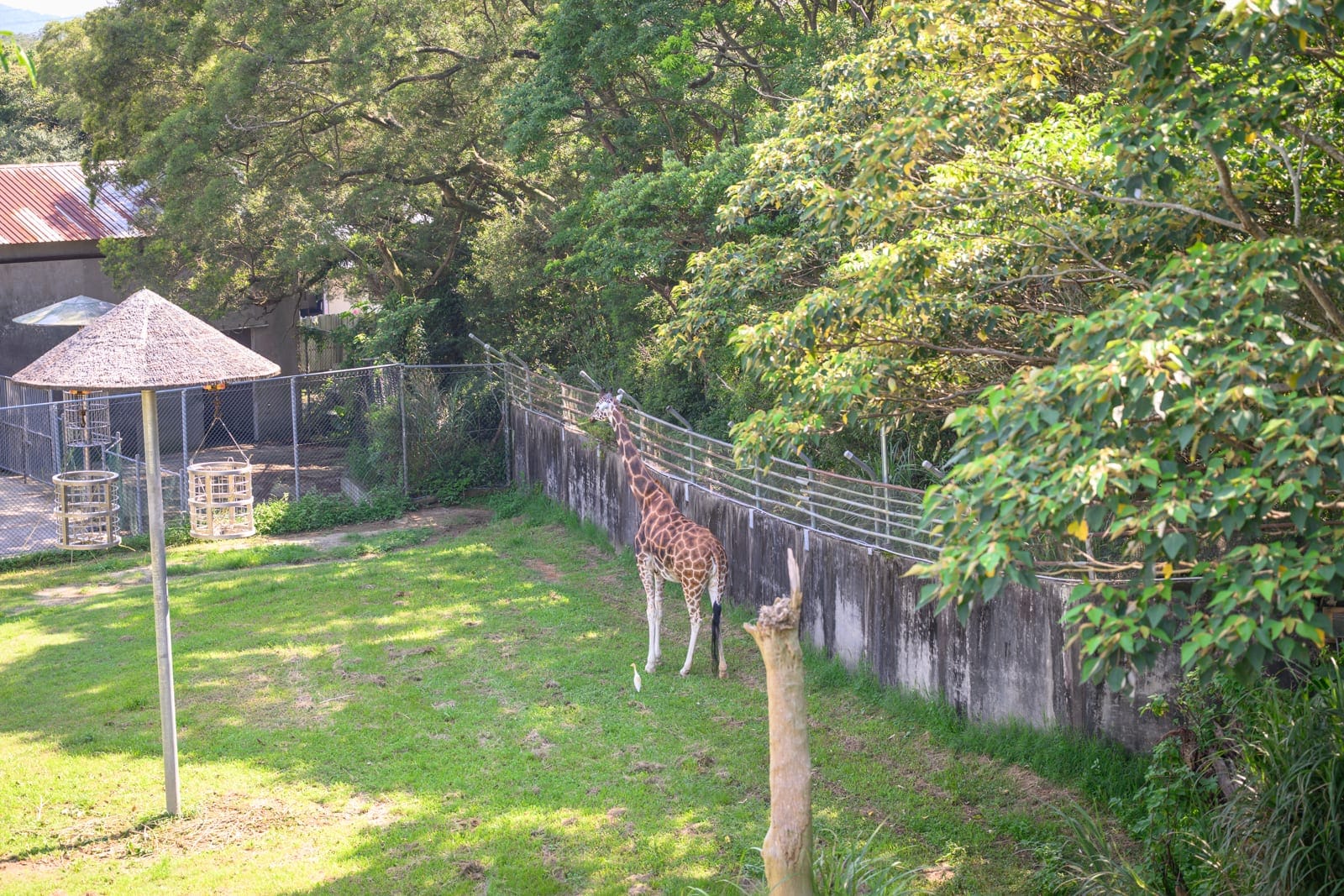 新竹六福村主題遊樂園完整攻略|野生動物園區與必玩設施玩法解析 11 新竹六福村|長頸鹿、草地、樹、圍欄、動物園。