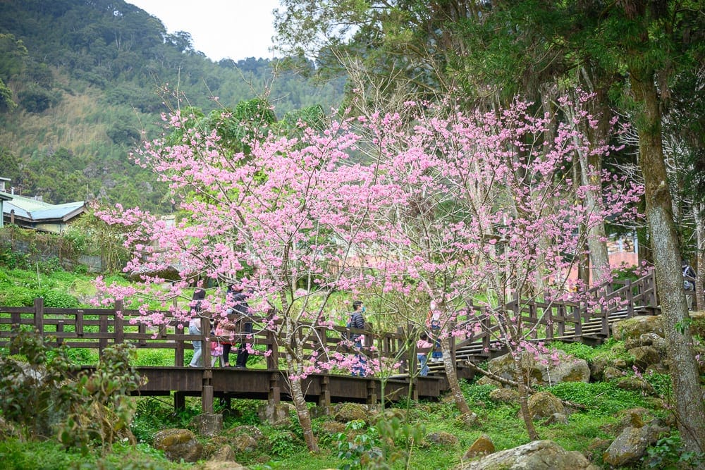 嘉義奮起湖老街