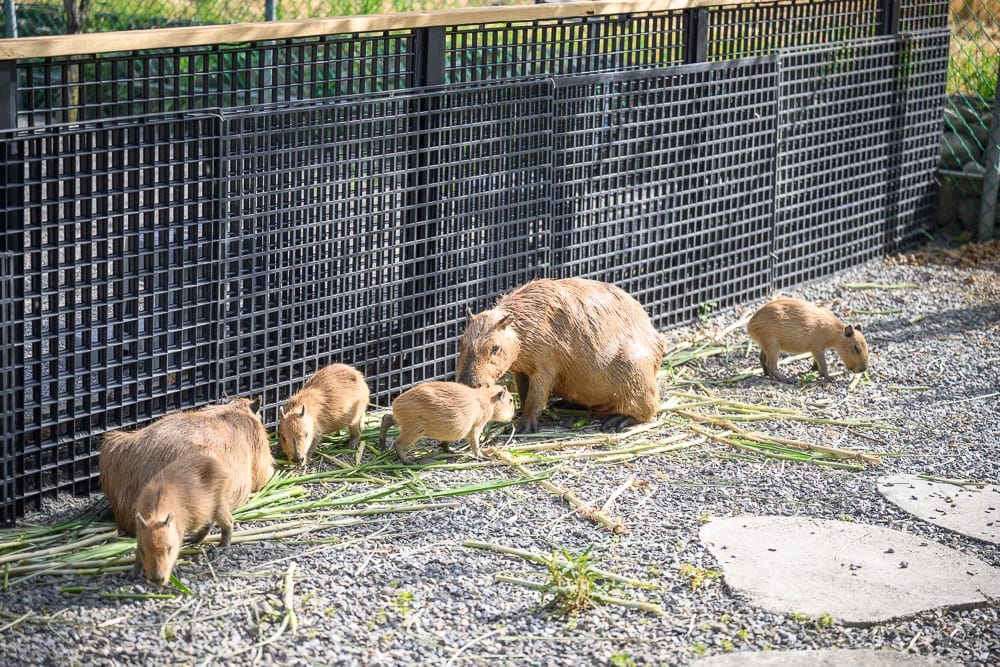 宜蘭稻庄休閒農場