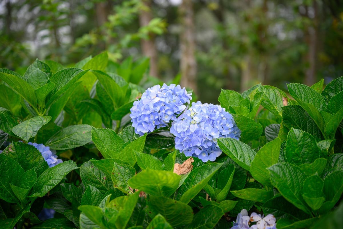台東想找一個有繡球花、有咖啡、還能放空半天的地方，青山農場值得排進行程嗎？
