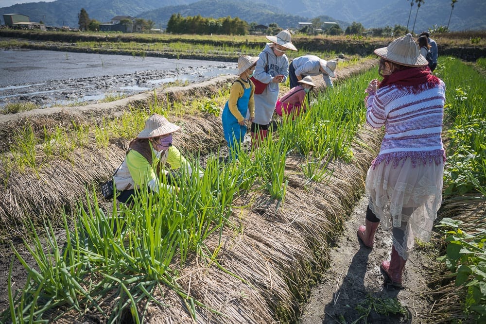 宜蘭初咪體驗農場｜農夫、農田、山脈、天空、作物，晴朗日光下，農民戴著斗笠在綠色田埂間彎腰採收農作物，遠方可見綿延山巒。