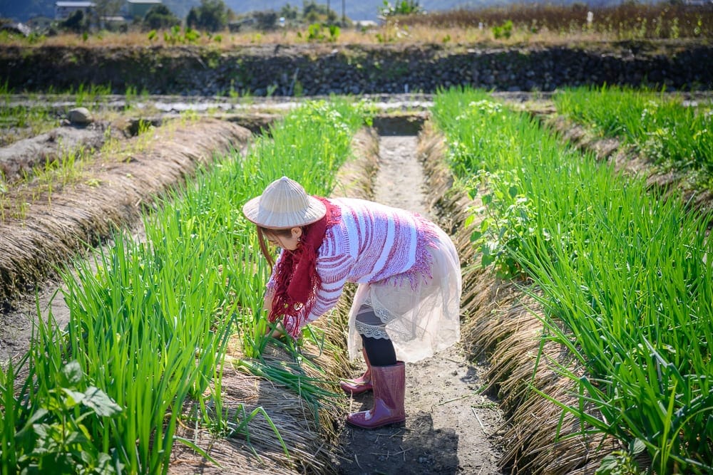 宜蘭初咪體驗農場 戴斗笠下田感受三星蔥農日常