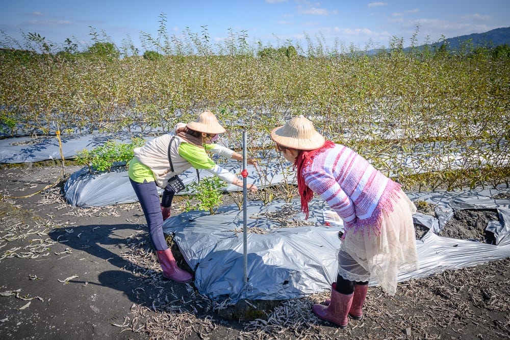 宜蘭初咪體驗農場｜農夫、農田、斗笠、植栽、塑膠布、藍天、山脈，廣闊田野中，兩位戴斗笠的農人彎腰在鋪有銀色塑膠布的農田中