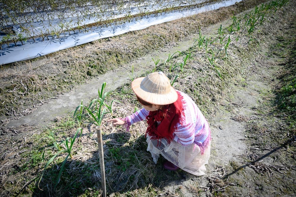 宜蘭初咪體驗農場｜農田，農夫，斗笠，大蒜幼苗，土壤，泥土。農夫頭戴斗笠蹲在農田裡，俯身伸手觀察正在生長的大蒜幼苗，周圍