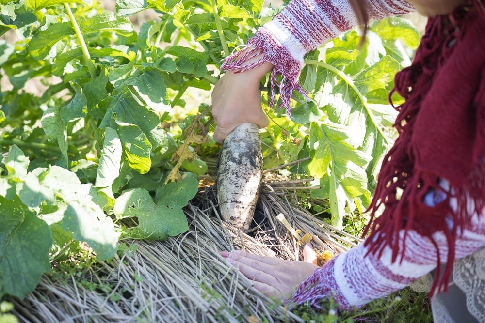宜蘭初咪體驗農場｜農田、農夫、白蘿蔔、綠葉、稻草、土。農夫在田間收成肥美白蘿蔔，四周鋪滿乾稻草與翠綠葉片，呈現自然農作