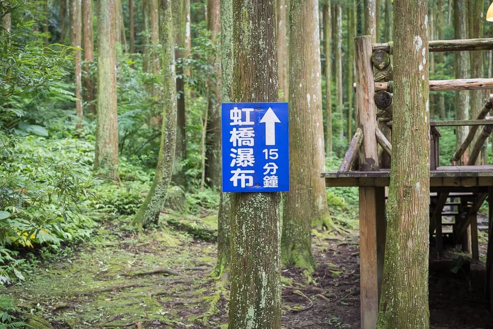 新竹馬武督探索森林｜森林、樹、木造平臺、藍色指示牌、中文、英文。