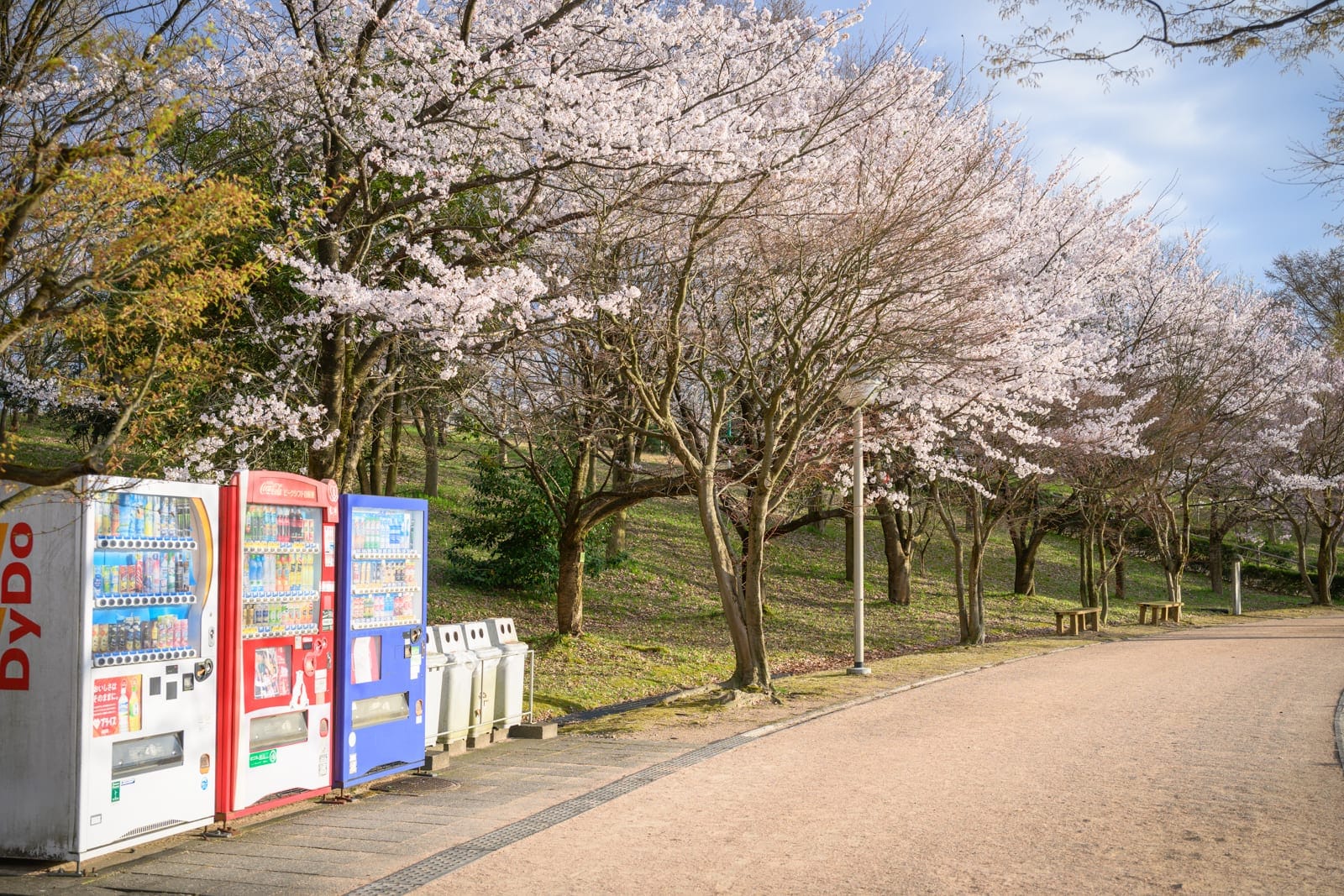 日本富山-高岡童話之森公園完整攻略|哆啦A夢雕塑與親子設施玩法解析 9 日本富山-高岡童話之森公園|櫻花樹、自動販賣機、公園小徑、草地、垃圾桶、路燈,戶外日間場景,粉白花朵盛開,步道蜿蜒延伸,氛圍清幽