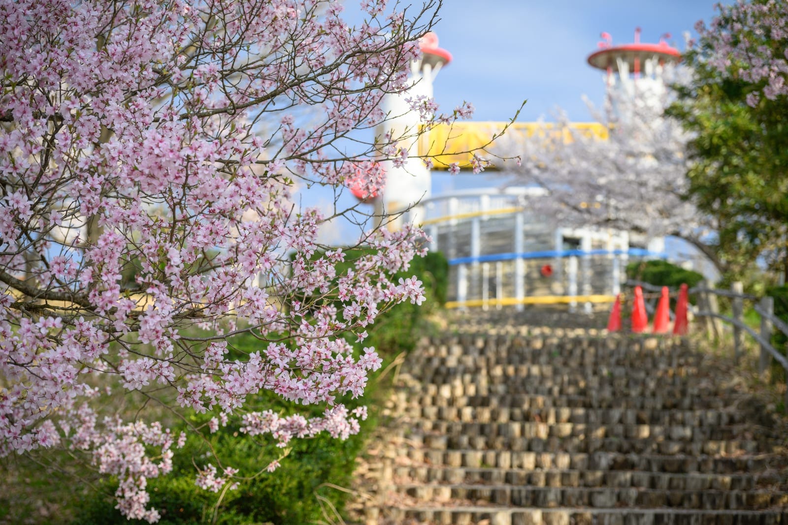 日本富山-高岡童話之森公園｜櫻花、階梯、建築、戶外、藍天，春日戶外陽光明媚，茂盛粉紅櫻花綻放於階梯旁，遠處可見造型獨特的建築物與