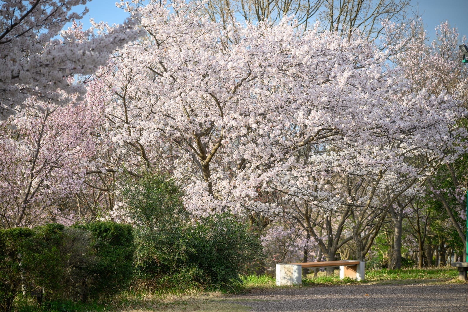 日本富山-高岡童話之森公園完整攻略|哆啦A夢雕塑與親子設施玩法解析 4 日本富山-高岡童話之森公園 春櫻花期與日常遊覽實用建議