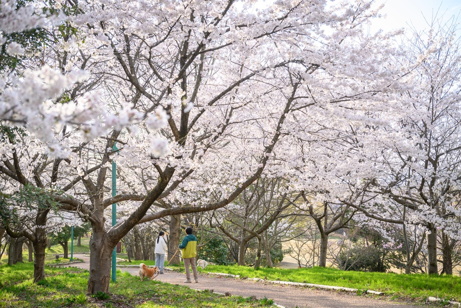 日本富山-高岡童話之森公園完整攻略|哆啦A夢雕塑與親子設施玩法解析 5 日本富山-高岡童話之森公園 從高岡站步行或自駕前往的路線說明