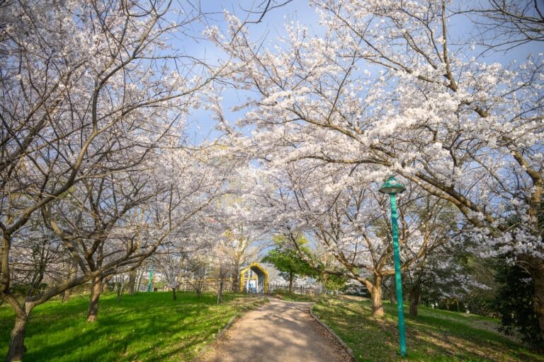 日本富山-高岡童話之森公園完整攻略|哆啦A夢雕塑與親子設施玩法解析 3 日本富山-高岡童話之森公園|櫻花、小徑、草地、路燈、樹木、公園,繁花盛開的春日景致,陽光灑落,呈現寧靜祥和的氛圍。