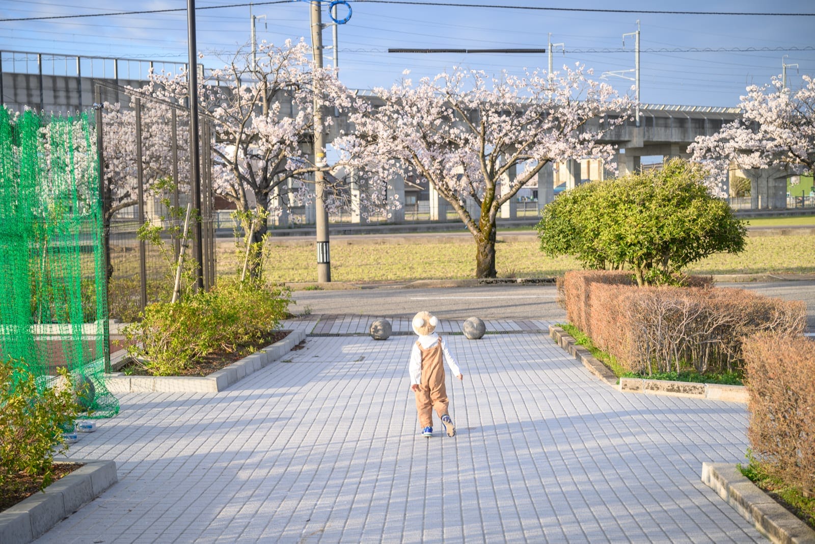 日本富山-高岡童話之森公園｜孩童、街道、櫻花、欄杆、綠樹、高架橋，陽光灑落街道，孩童背對鏡頭向前走，背景為盛開的櫻花樹與高架橋，