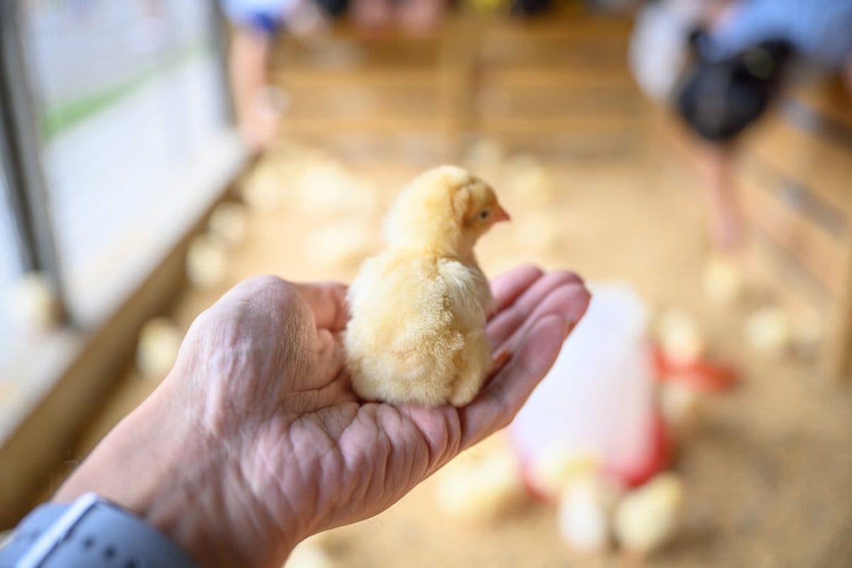 彰化正實農牧場｜我們去過才知道，手捧小雞、鴕鳥互動、彩虹牆一次全包才是主打