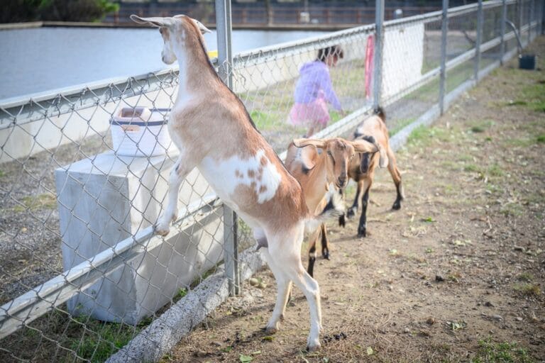 彰化漢堡園生態農場｜我們去過才知道，山羊探頭餵食加裝置藝術，親子農場玩法比想像中多